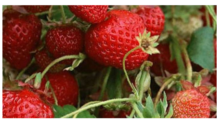 А вы знали, что листья садовой земляники (и не только) – это настоящая кухня. Пластины «готовят пищу» из воды и углекислого газа. 