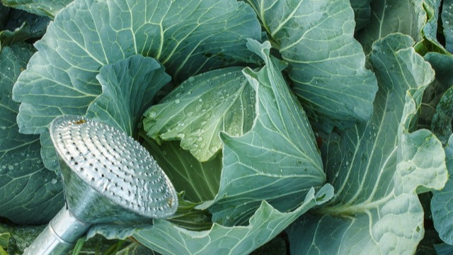 Моя капуста дает вкусные и плотные кочаны при любых условиях: всего 3 правила полива, и капризы погоды – не страшны