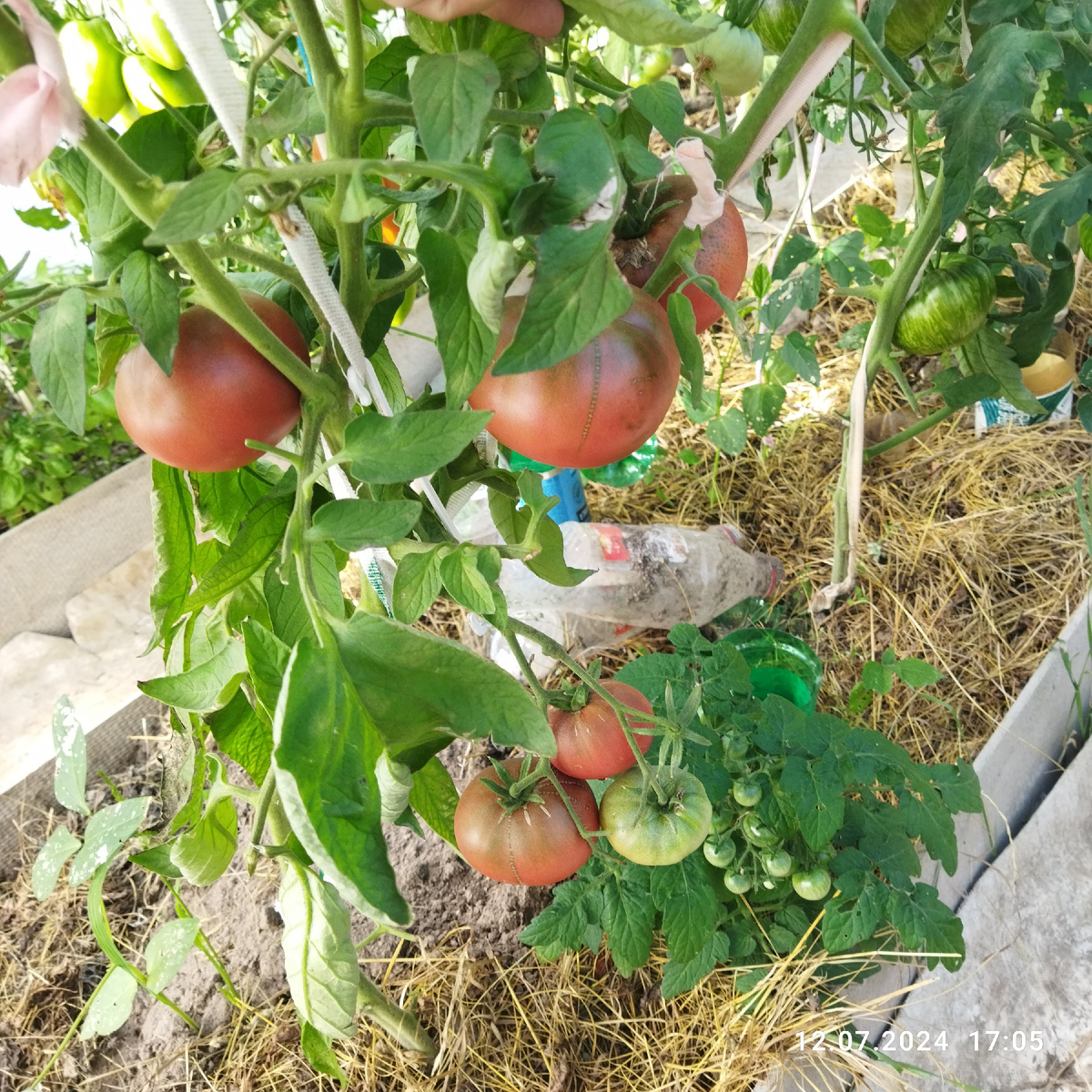 Фото 12 июля