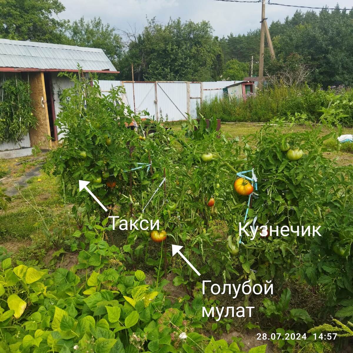 дата фото 28 июля