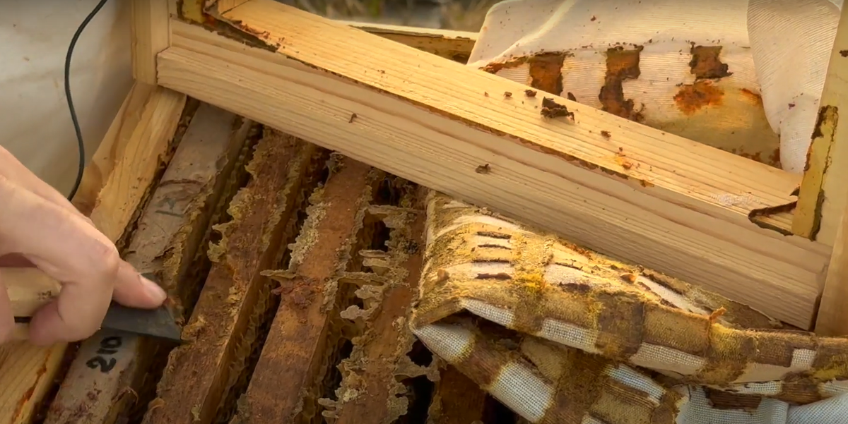 Сбор прополиса на эко-пасеке