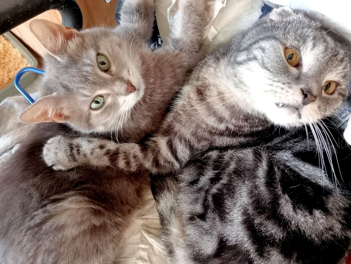 И вообще, ма, не придирайся к любимому товарищу! Мы все за него переживаем!