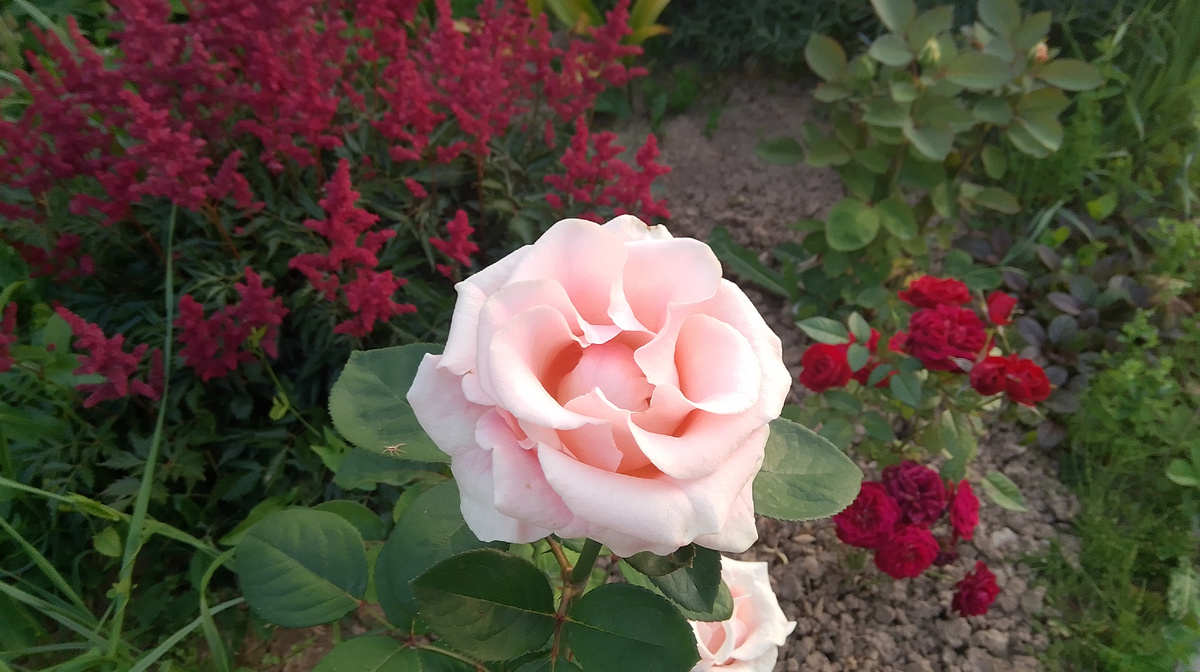 Палево-розовая роза (срезочная, сорт неизвестен) особенно выгодно смотрится на фоне бордовых соцветий астильбы Burgundy Red (предположительно)