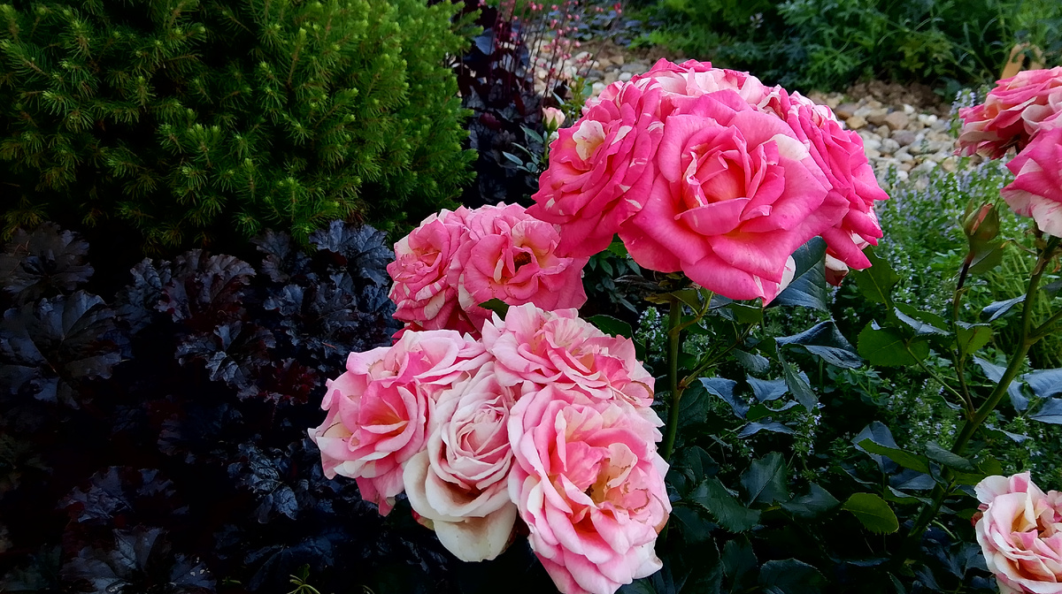 Хвойные и темнолистные heuchera - достойный фон для яркой обильноцветущей розы