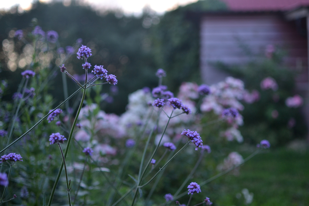 Вербена бонарская в моем саду. Рядом с розой Балерина - удачное сочетание.