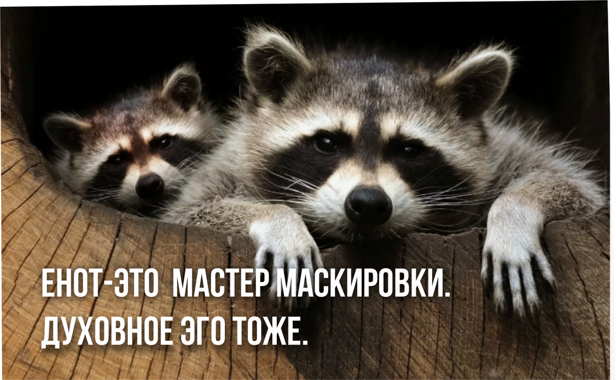 духовное эго как енот.