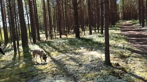 Выгул собак в лесу,за одно сбор ягод и грибов.