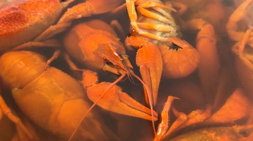 Как чистить и есть раков. 🦞Несравнимое ни с чем удовольствие 🤤