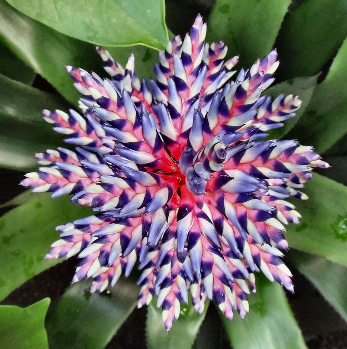 Фото: Эхмея красная (Aechmea 'Blue Rain')