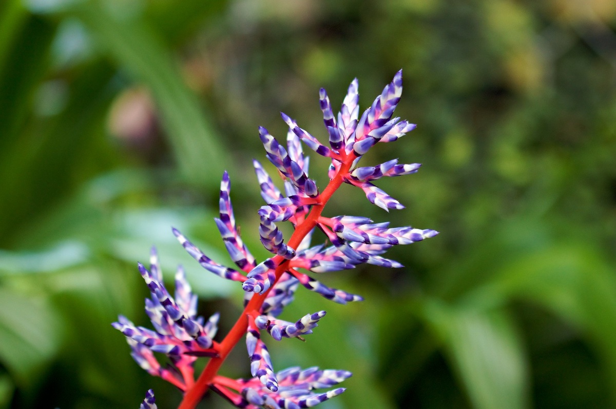 Фото: Эхмея красная (Aechmea 'Blue Rain')