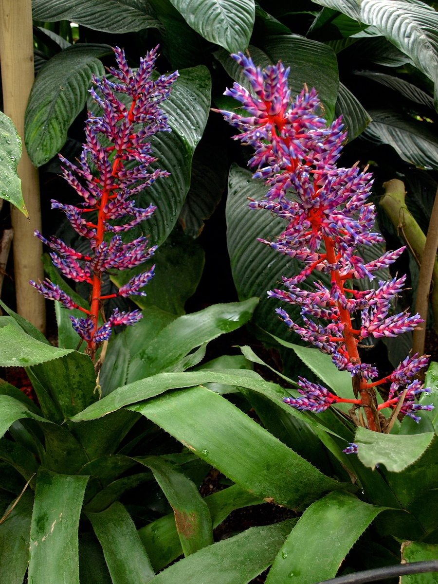 Фото: Эхмея красная (Aechmea 'Blue Rain')