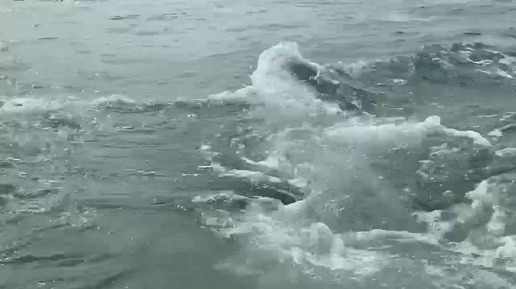 Пляж Жара 🏖️ Благовещенская Опасненькие кадры с дельфинами 🐬