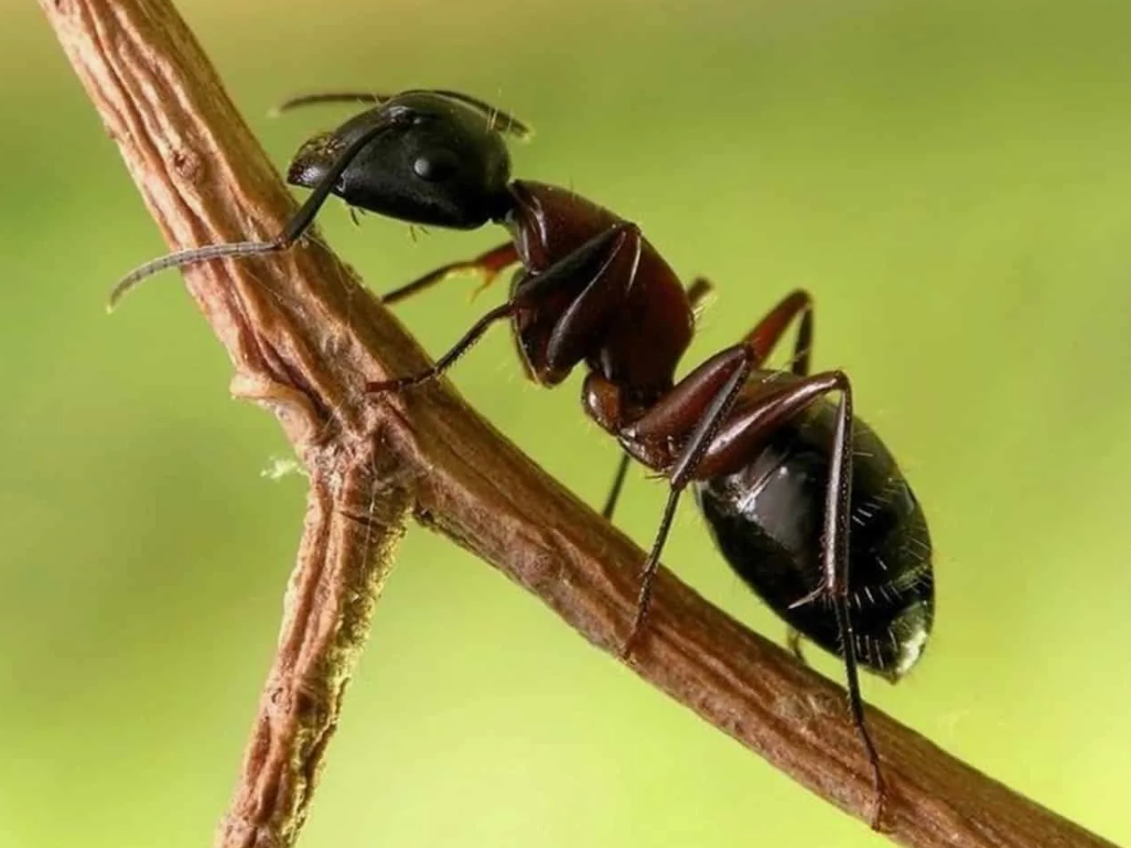 Чёрные садовые муравьи