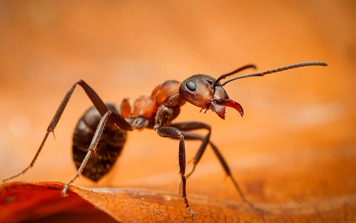 Муравьи на грядках