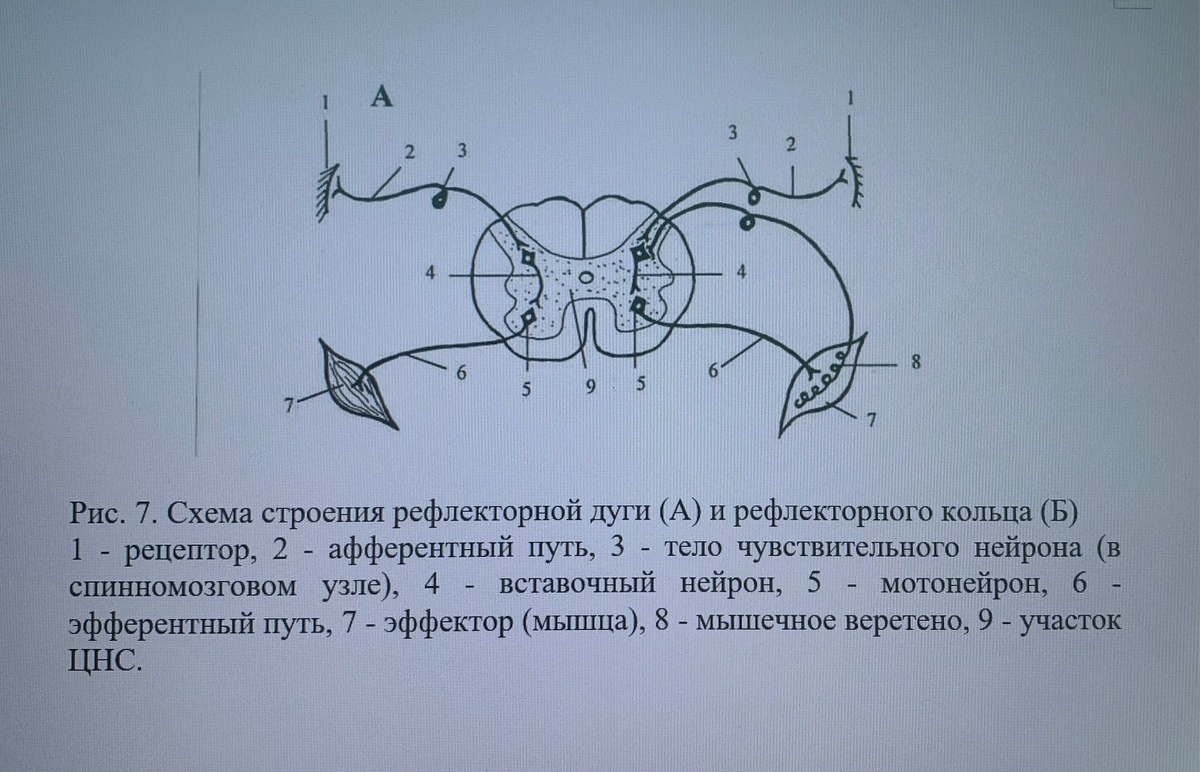 Рисунок №1.