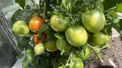 Сибирь. Какие же томаты хорошо зарекомендовали себя в открытом грунте?