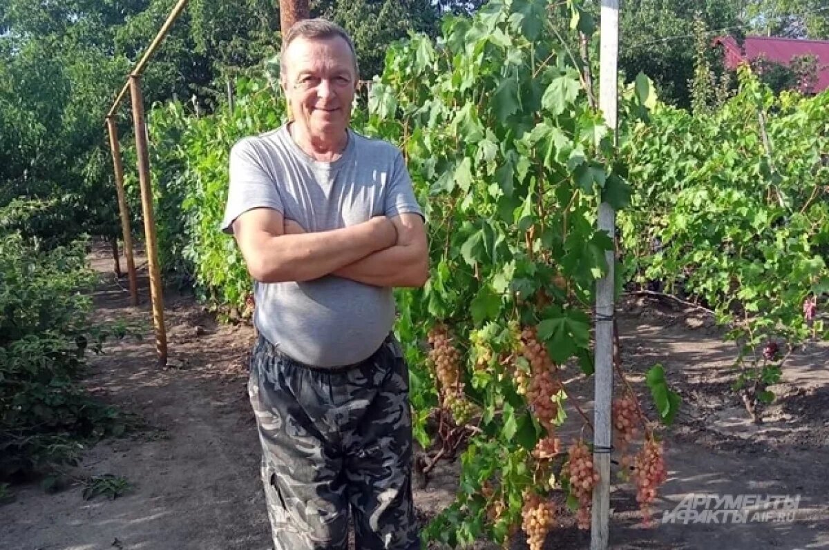    Реальная история виноградаря с 20-летним стажем и только работающие советы, проверенные временем.