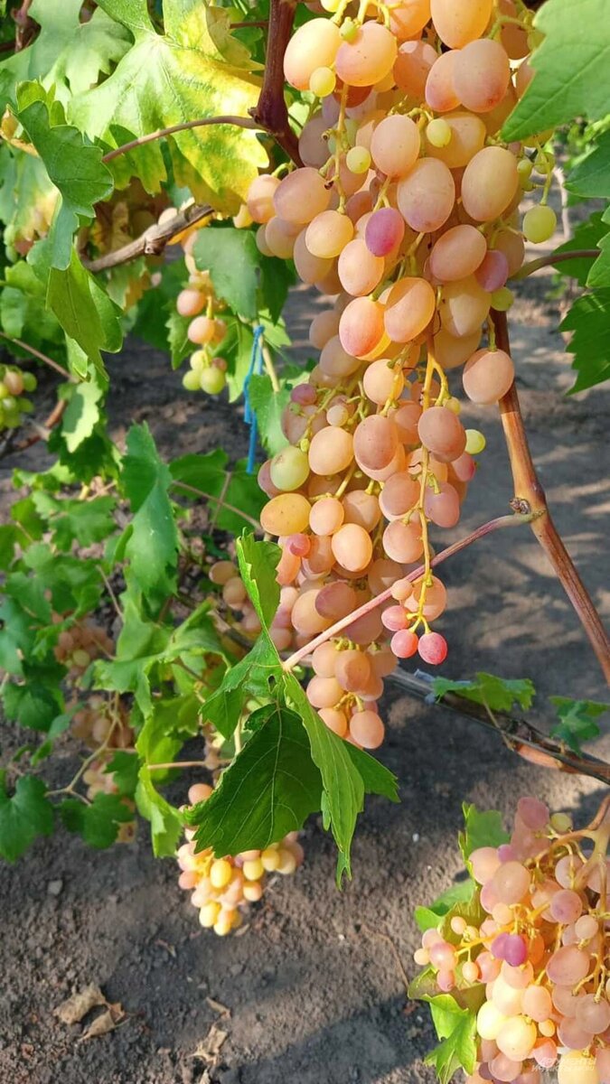    Фото:  АиФ/ Анастасия Пономарева