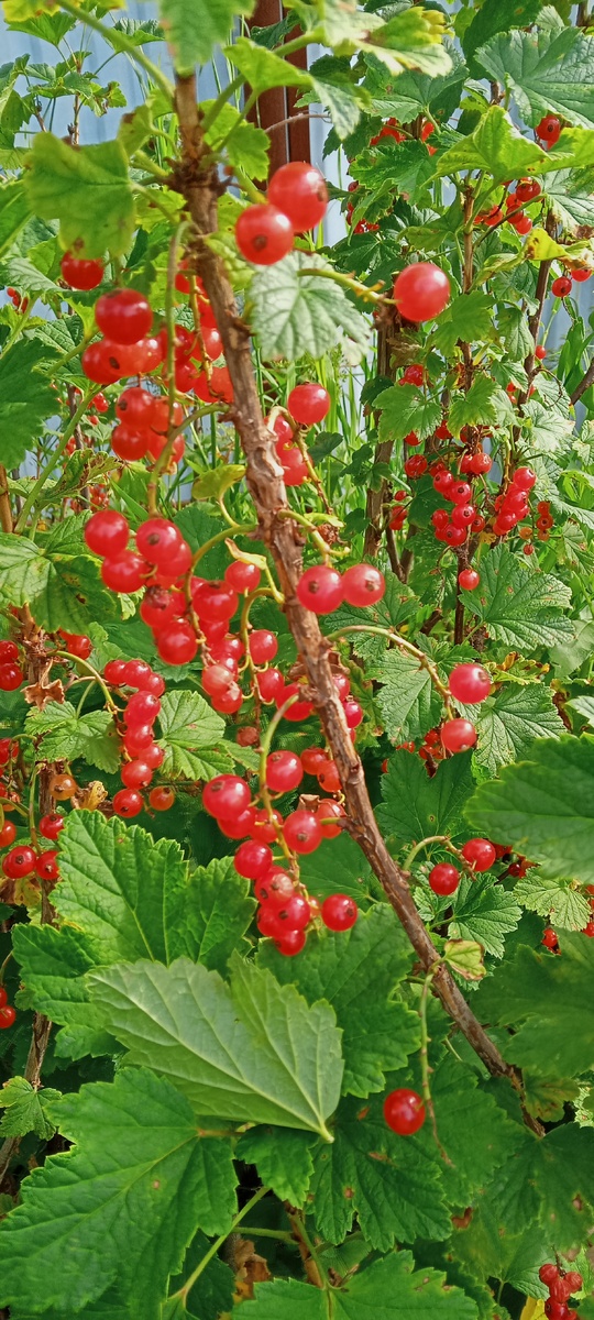 Малины нет, ещё зелёная, зато смородина поспела