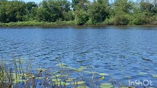 Наслаждаемся летом )))Река Старица , мягкая торфяная вода , голубое небо, сосновый воздух , теплое солнце .