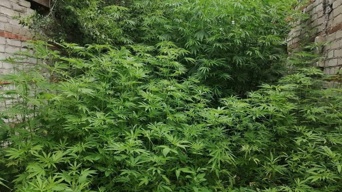     Источник: prim_police