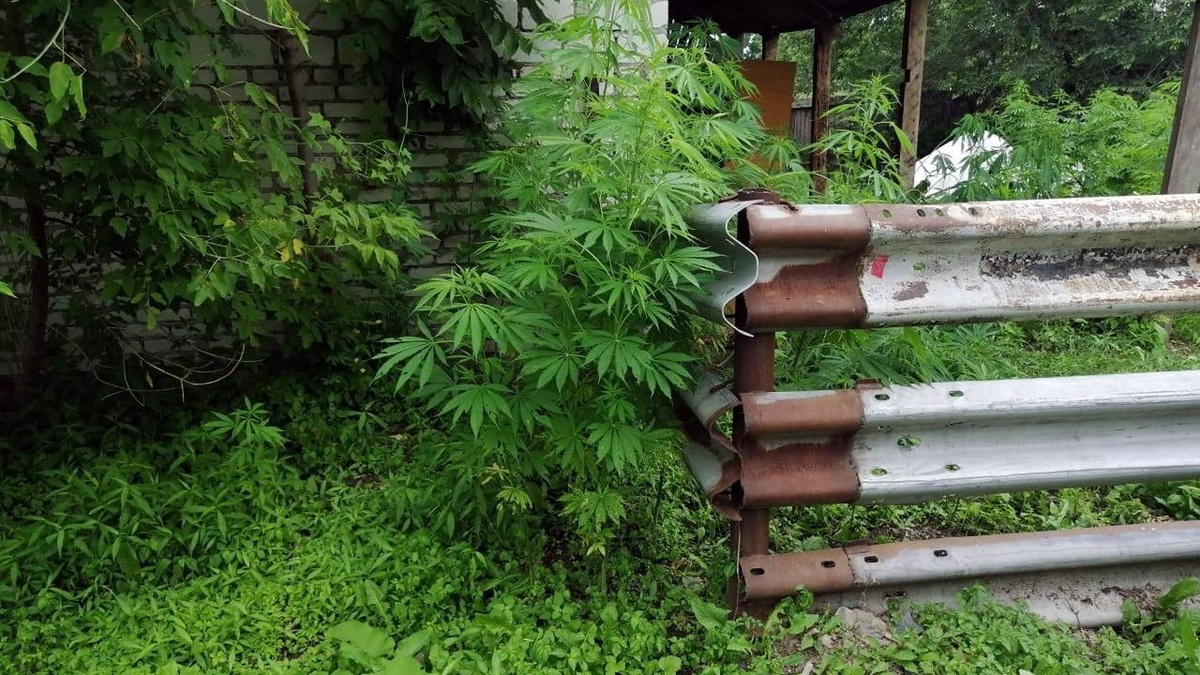     Источник: prim_police