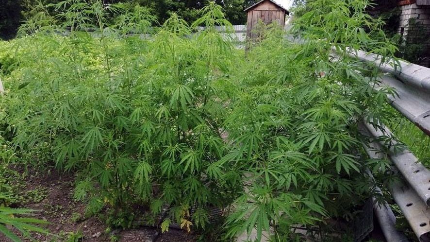     Источник: prim_police