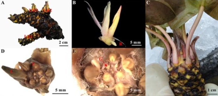    Создавать суперморозостойкие культуры с умением впадать в спячку ученые предложили на основе кувшинки чисто-белой