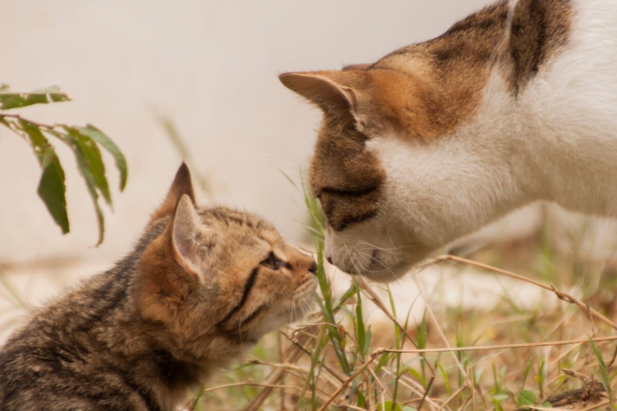 Почему коты не заботятся о котятах