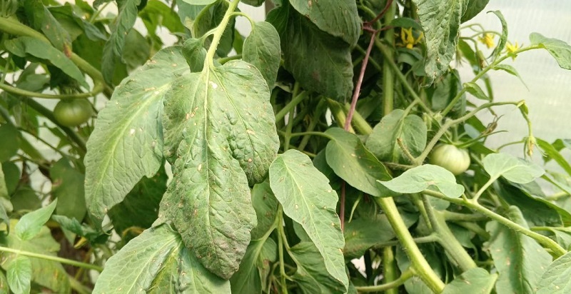    Фото из архива редакции