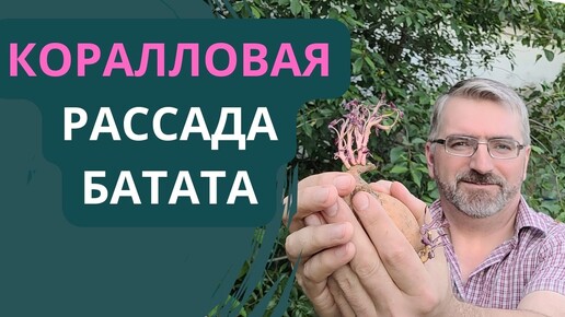 Коралловая рассада. БАТАТ