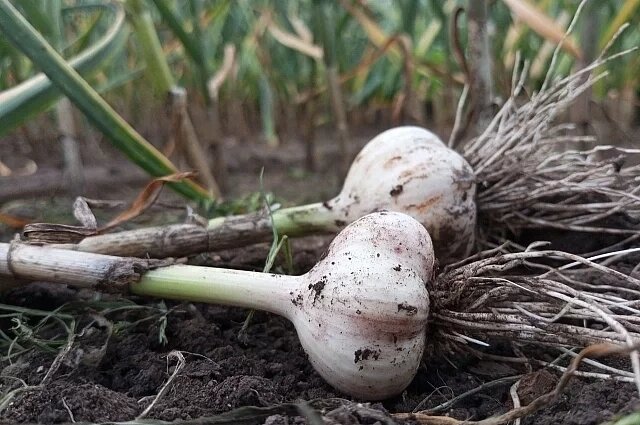    Как понять, что озимый чеснок пора убирать с грядки?