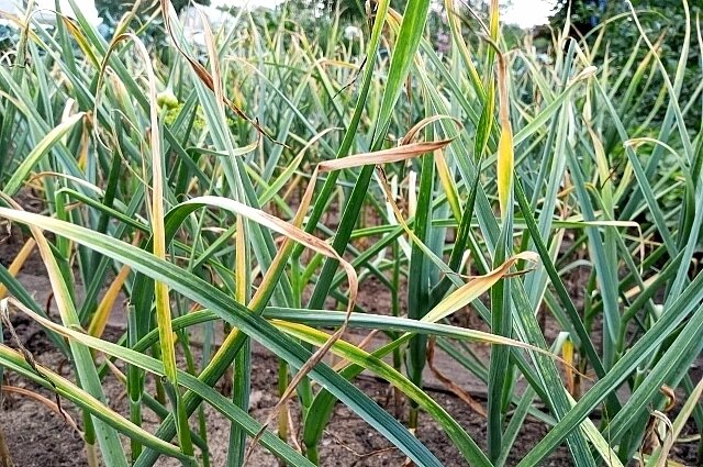    Фото:  АиФ/ Евгения Гаёва