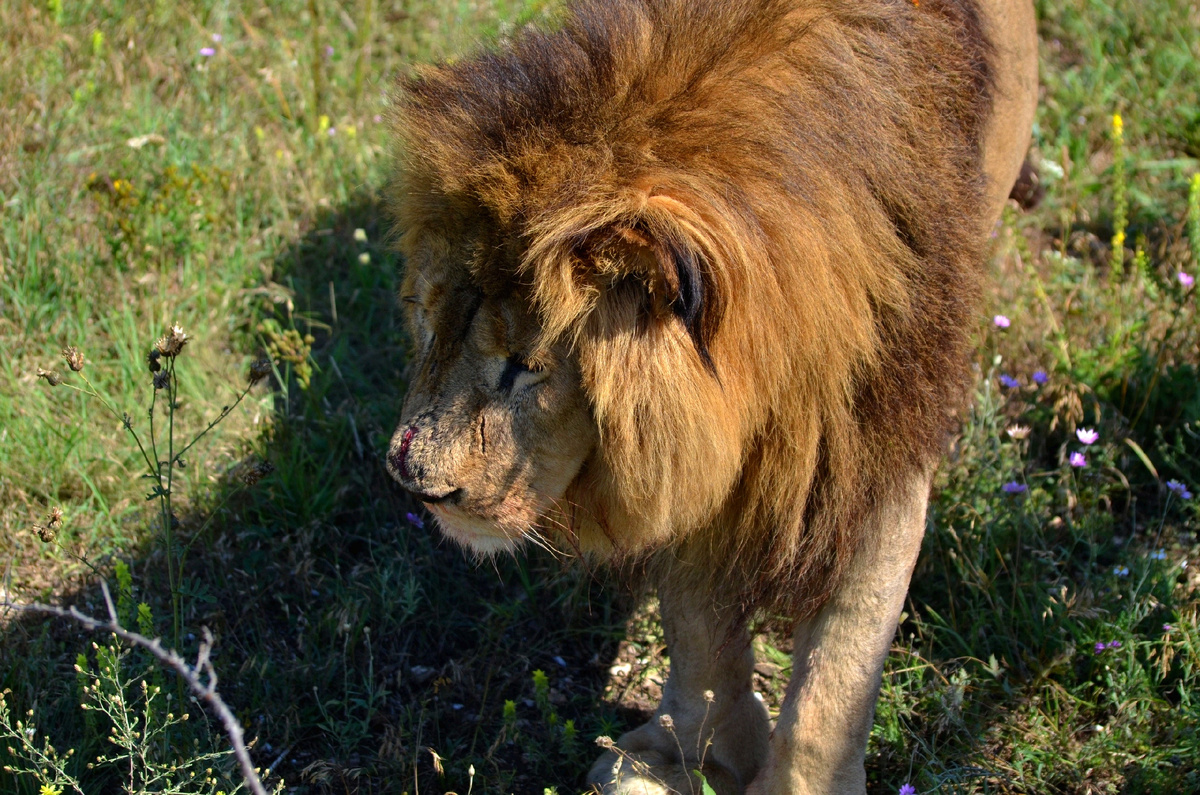 Царь зверей действительно выглядит очень впечатляюще. 