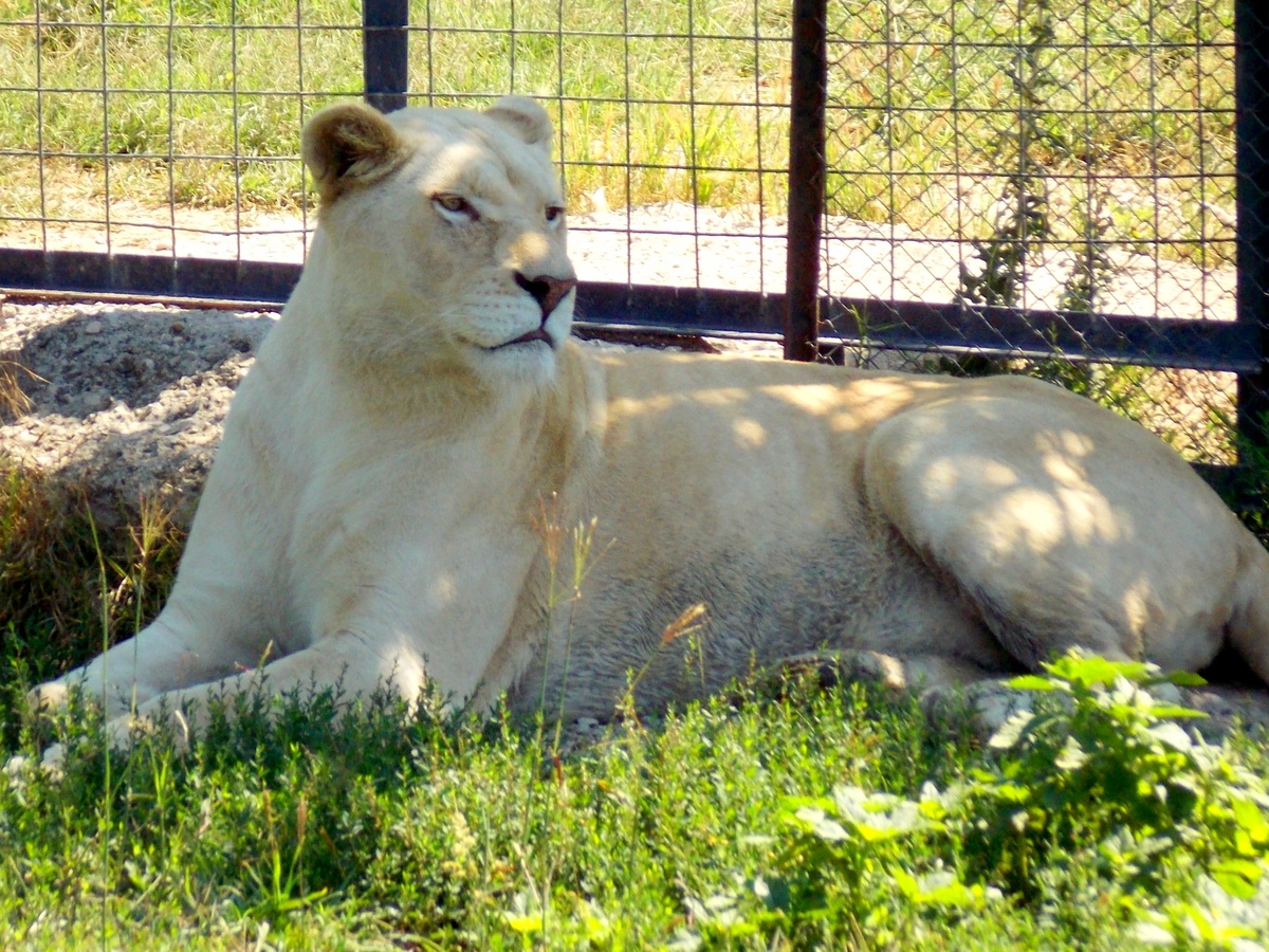 Помните Налу из мультфильма "Король Лев"? По-моему, очень похожа. 