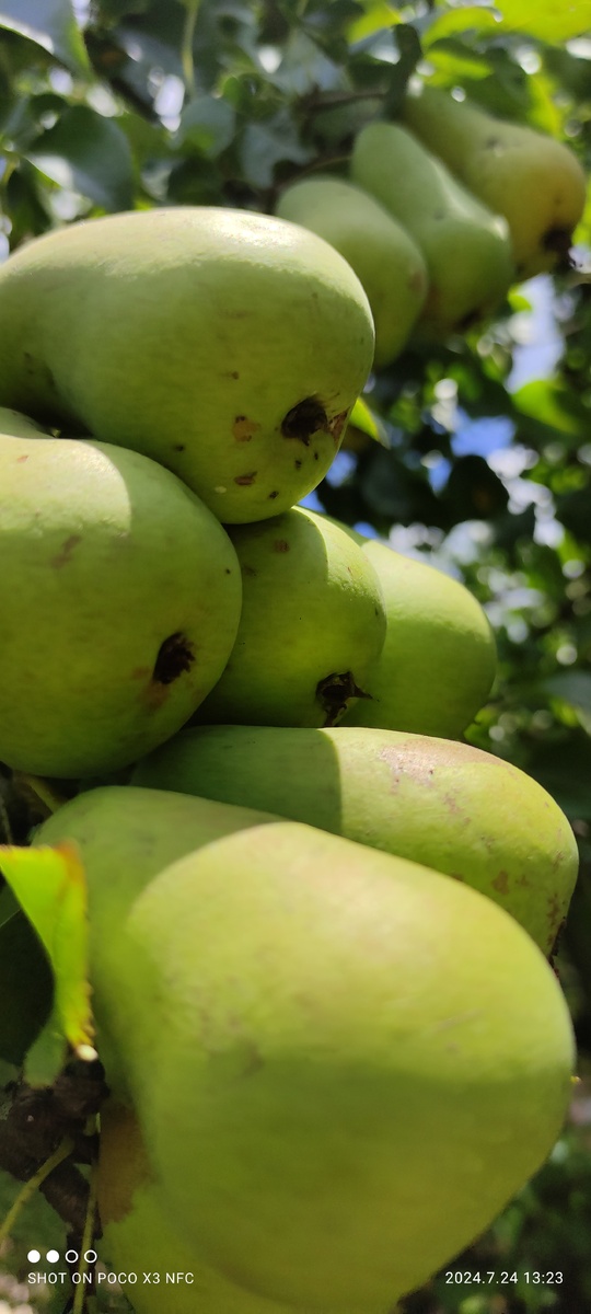 Груша сорта "Лада".