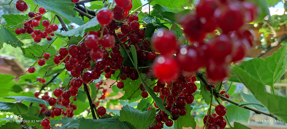 Многие цветы бледнеют перед красотой плодоносящего куста красной смородины. Лепота!