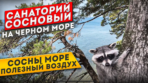 САНАТОРИЙ СОСНОВЫЙ в Туапсе на Черном Море | Красивые места | Сосны Море Воздух