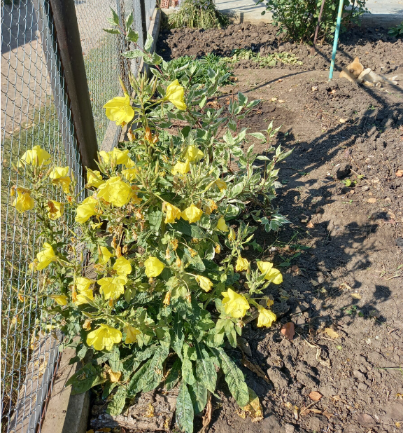 Лунники растут где хотят, распускаются ровно в 9 вечера, цветок, как живой, раскрывается на глазах. 