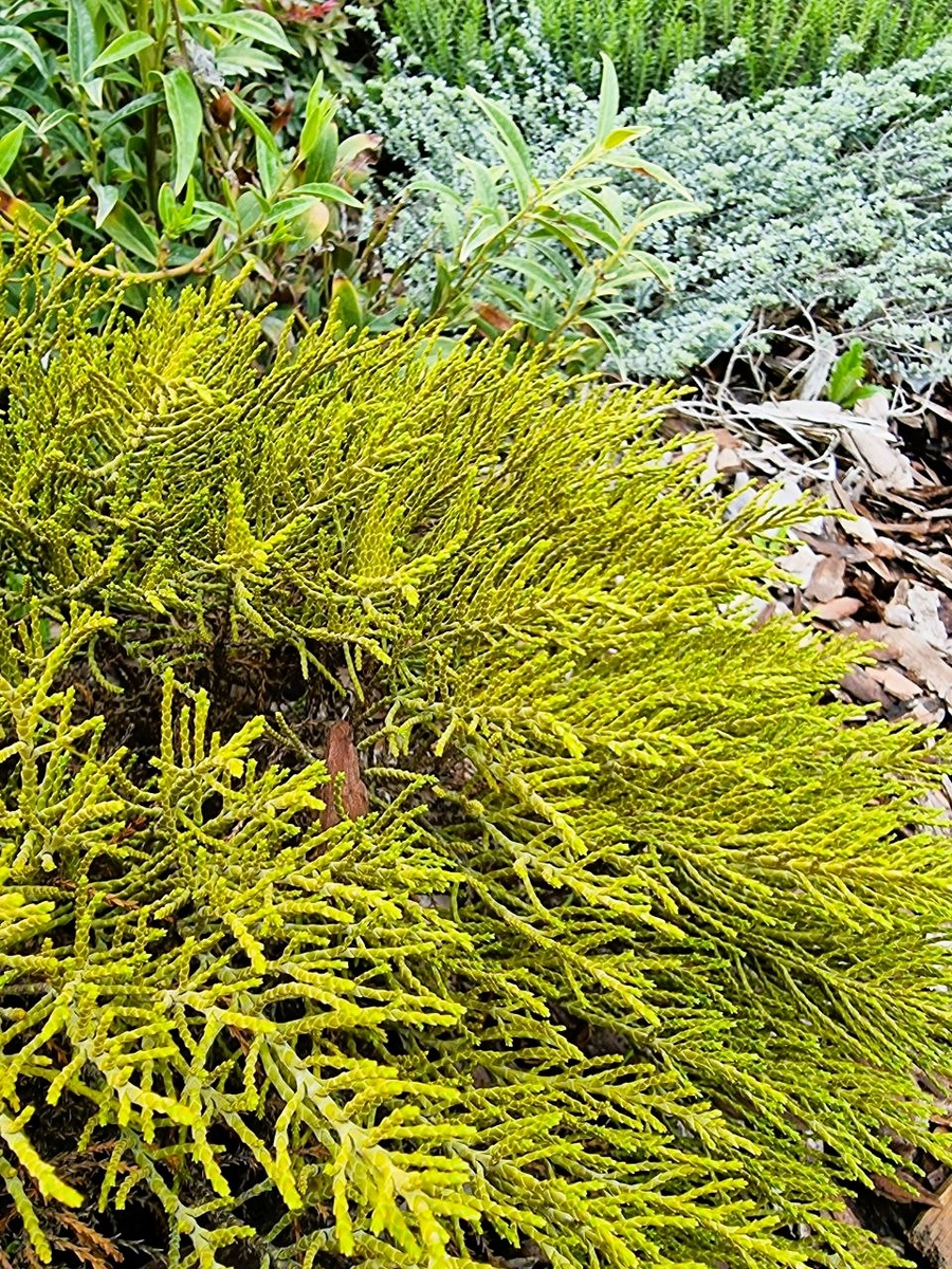 Бордюр из хебе в моем саду. Анапа.