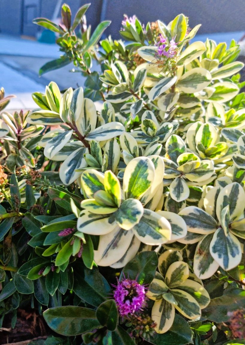 Вот такая красотка годится скорее для контейнерной посадки. На зиму ее надо прятать.