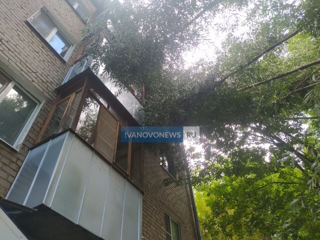    В Иванове пенсионер держит аварийное дерево, чтобы ему не выбило окна