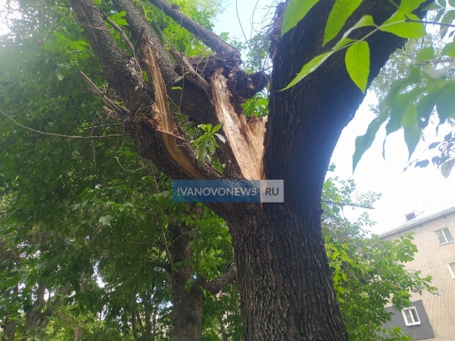   В Иванове пенсионер держит аварийное дерево, чтобы ему не выбило окна