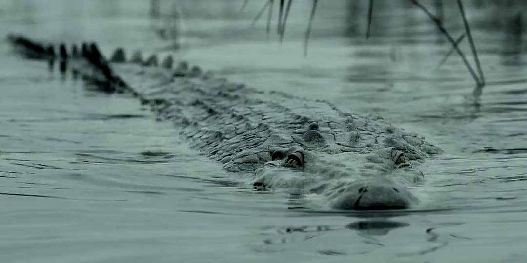 Самые страшные фильмы про крокодилов, которые заставят бояться рек и озёр