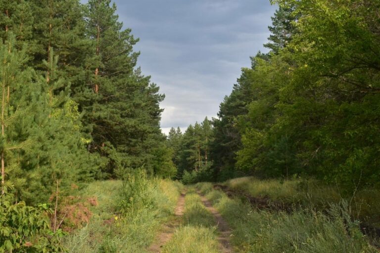    Денис Паслер: Сохранение и приумножение лесного массива – одна из приоритетных задач Марина Шарт