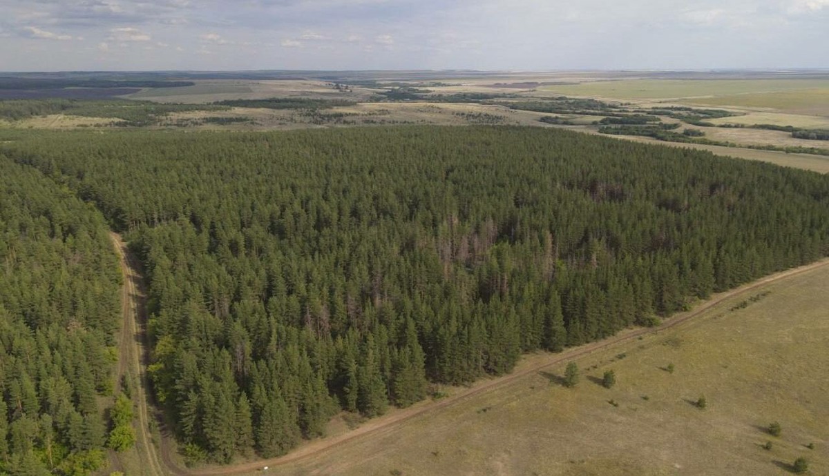  📷    Денис Паслер: Сохранение и приумножение лесного массива – одна из приоритетных задач Марина Шарт