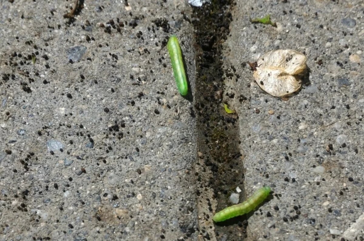    Агроном объяснила тюменцам, как бороться с гусеницами