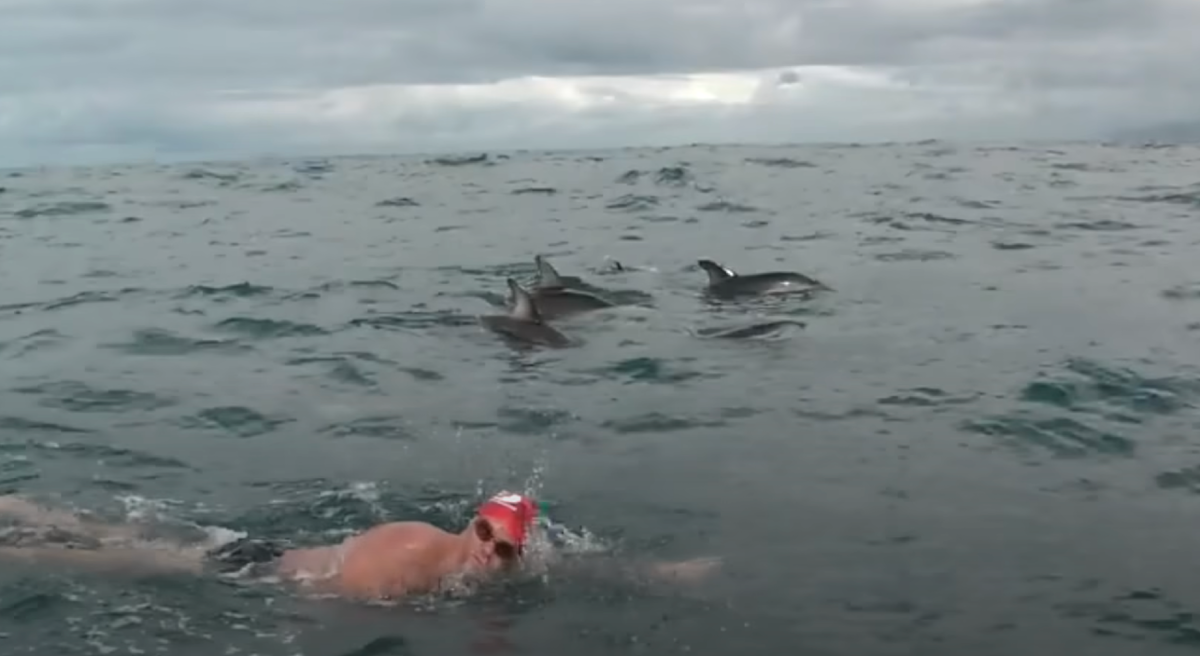 Адам в окружении стаи дельфинов