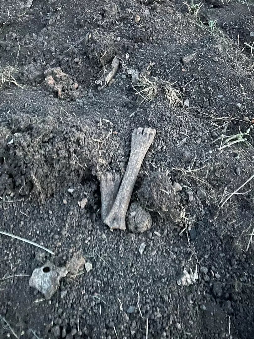     Источник: фото предоставлены читателем Properm.ru