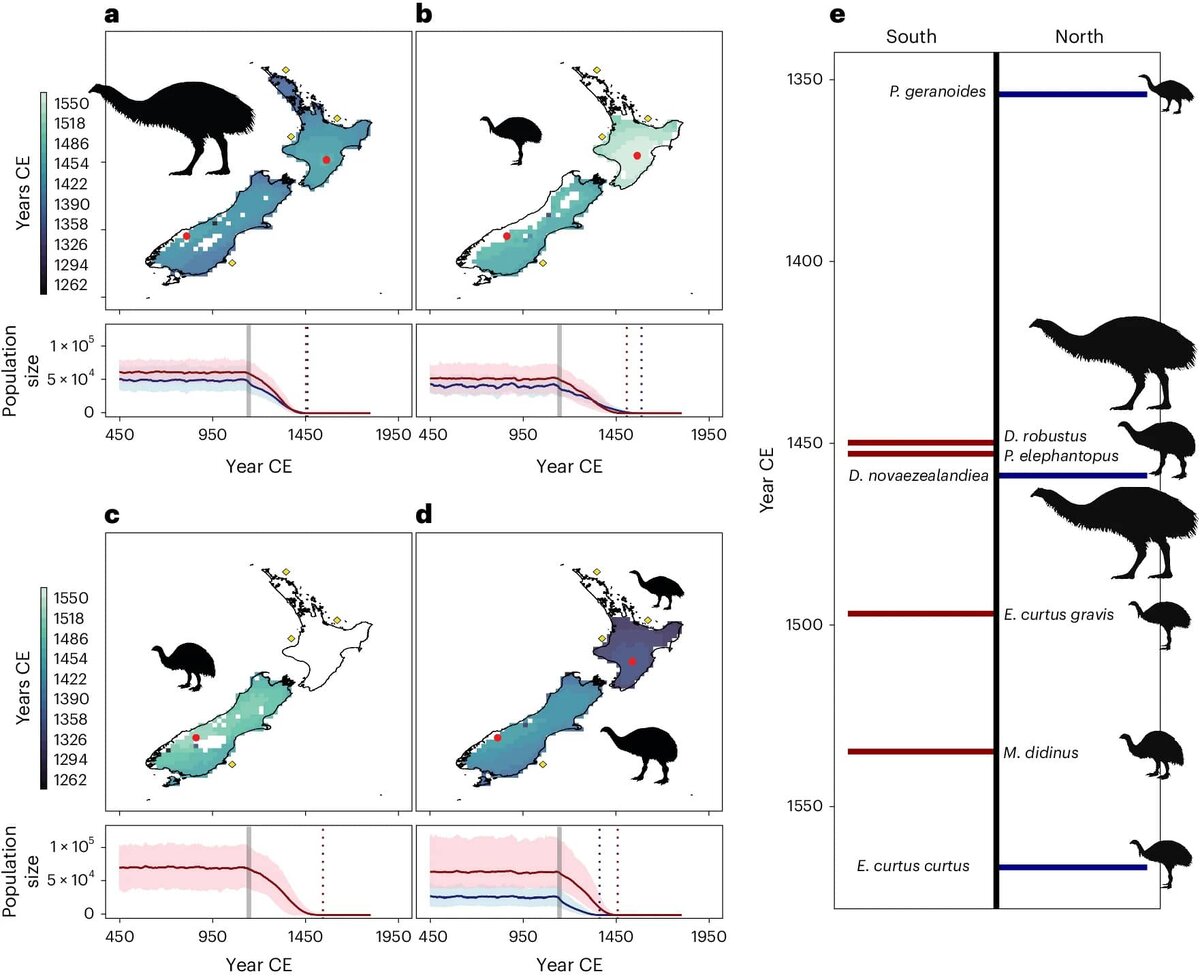    Межвидовые различия в скорости сокращения ареала и уменьшения численности популяции. a-d, Прогнозируемые сроки вымирания для D. novaezealandiae (Северный остров) и D. robustus (Южный остров) (a), E. curtus curtus (Северный остров) и E. curtus gravis (Южный остров) (b), M. didinus (c) и P. geranoides (Северный остров) и P. elephantopus (Южный остров) (d). Красными кружками обозначены предполагаемые места вымирания. Желтыми ромбами отмечены места первой высадки полинезийских колонистов. Прогнозируемая численность популяции моа с 450 года нашей эры показана на линейных графиках. Размер популяций видов на Северном острове и на Южном острове показан синим и красным цветом соответственно. Серая полоса показывает время колонизации полинезийцами, а вертикальные пунктирные линии — время вымирания. e, Сводка оценок времени вымирания для шести видов моа (включая два подвида) / © Nature Ecology & Evolution, Sean Tomlinson et al.